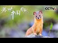 《美丽中国自然》 草原小霸王：香鼬！它在鼬科动物家庭里是一种奇特的存在 青海山地系列 【CCTV纪录】