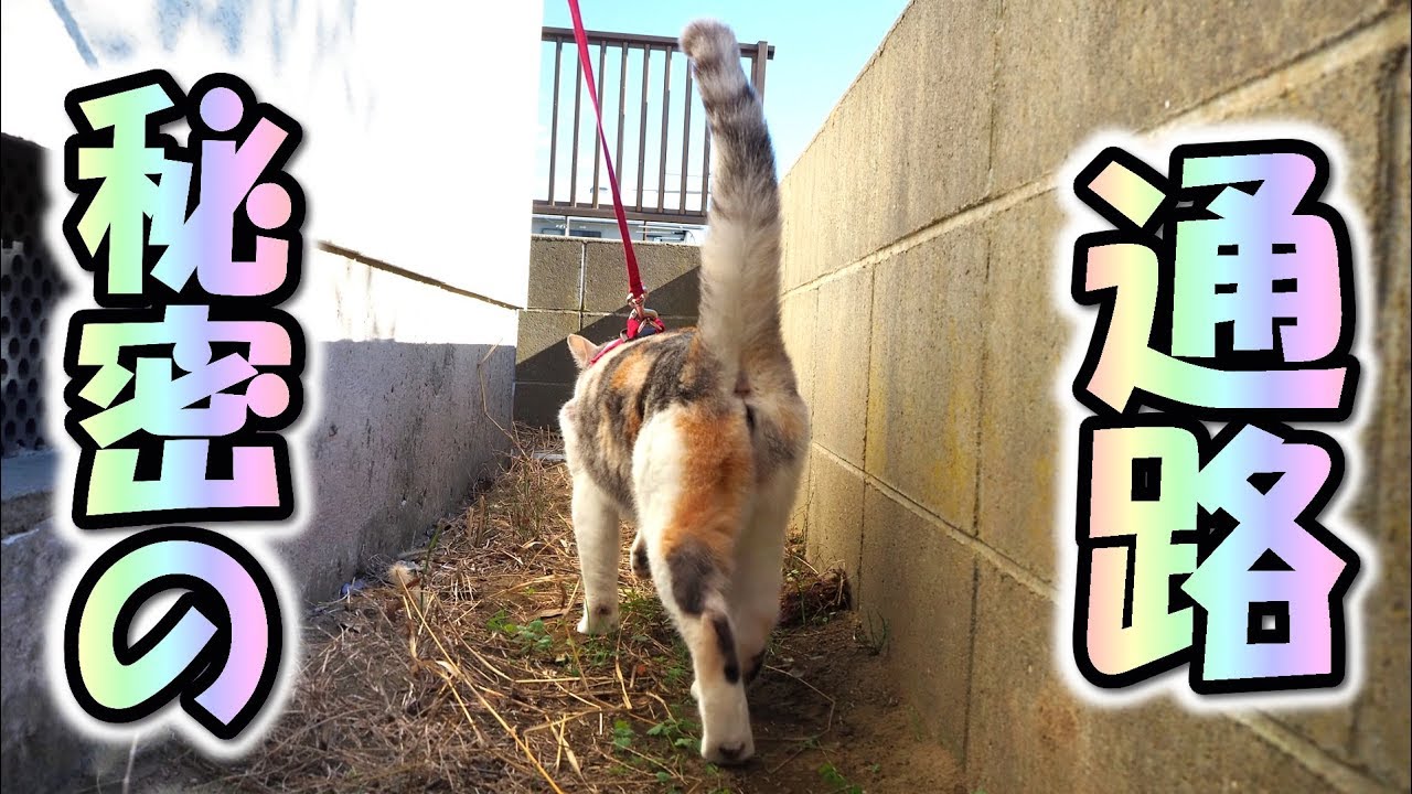 可愛い画像 Cat found a secret passageway, and it bothers the owner.