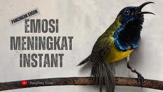 Emosi Meningkat Instant Dengan Pancingan Sogon Gacor Ini #pancingansogon #sogongacordor #kicaumania 