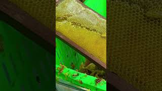 How to extract honey .