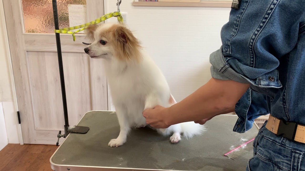 噛み犬さんのトリミング Studio Inucocoro Blog