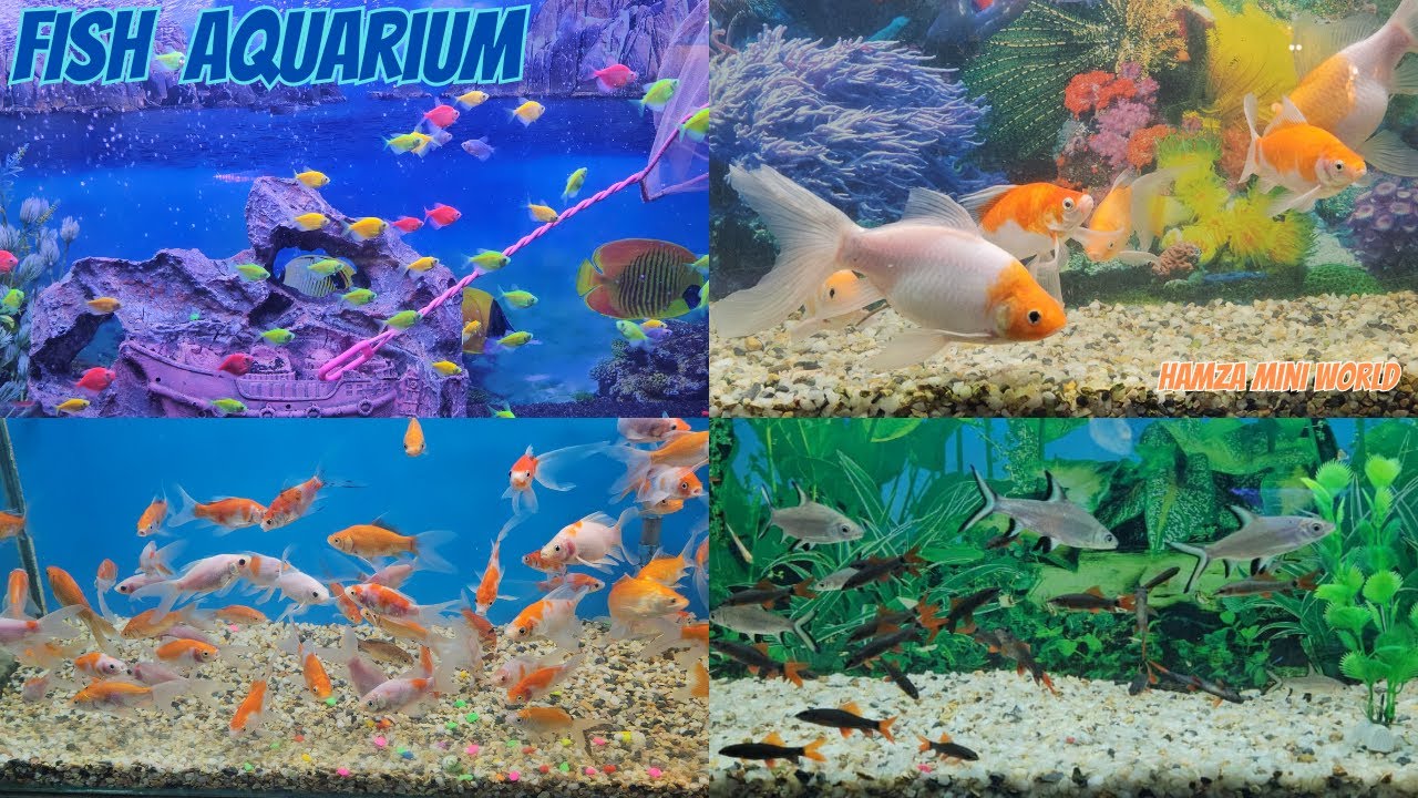 Welcome to Exotic Fish Aquarium || Various varieties of fish under one ...