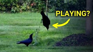 5 Times Crows Were Way Too Clever π§