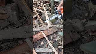 Stihl chainsaw machine test for cutting bamboo #Stihl #Chainsaw #Bamboo