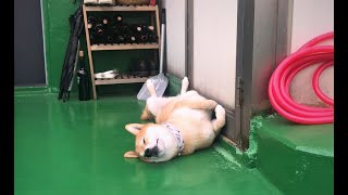 시바견의 슬기로운 옥탑생활