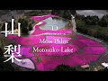 [桜ドローン撮影4K] 山梨県富士本栖湖リゾートの芝桜｜桜ドローンプロジェクト