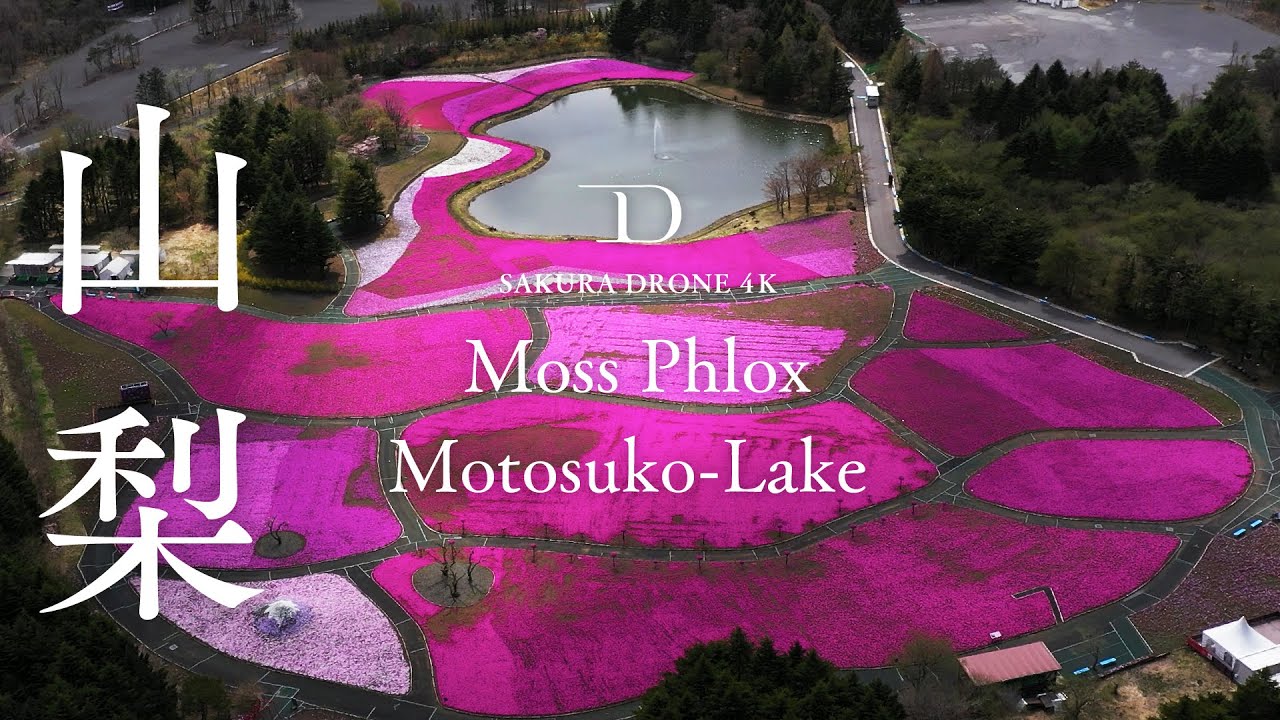 山梨県富士本栖湖リゾートのシバザクラ 芝桜 桜ドローンプロジェクト Fpvドローン撮影やマイクロドローンを用いた企画表現 株式会社ドローンエンタテインメント
