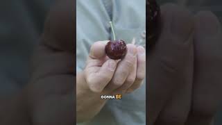 How to grow strong cherries