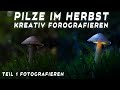 Pilze fotografieren im Herbst Pilze zum leuchten bringen GANZ EINFACH schritt für schritt