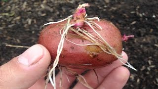 Как правильно прорастить и посадить картофель /ведро с куста