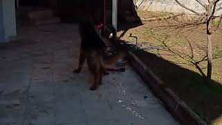 Albayım Gocaman Olmuş,Ediyiki Kaykaya Bine.😁😁