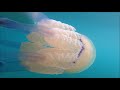 Morski klobuki (Rhizostoma pulmo) marca 2021 v Koprskem zalivu
