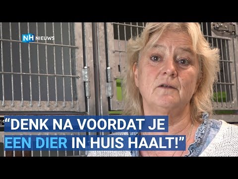 Steeds meer gedumpte dieren bij dierenopvang Schagen