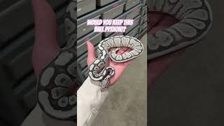Would You KEEP This Ball Python!?