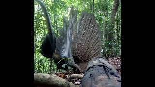 Download Lagu SEPERTI INILAH BURUNG RUAI KHAS KALIMANTAN INI RUPA NYA-PANTESAN BANYAK DI CARI MP3 Download Lagu SEPERTI INILAH BURUNG RUAI KHAS KALIMANTAN INI RUPA NYA-PANTESAN BANYAK DI CARI MP3