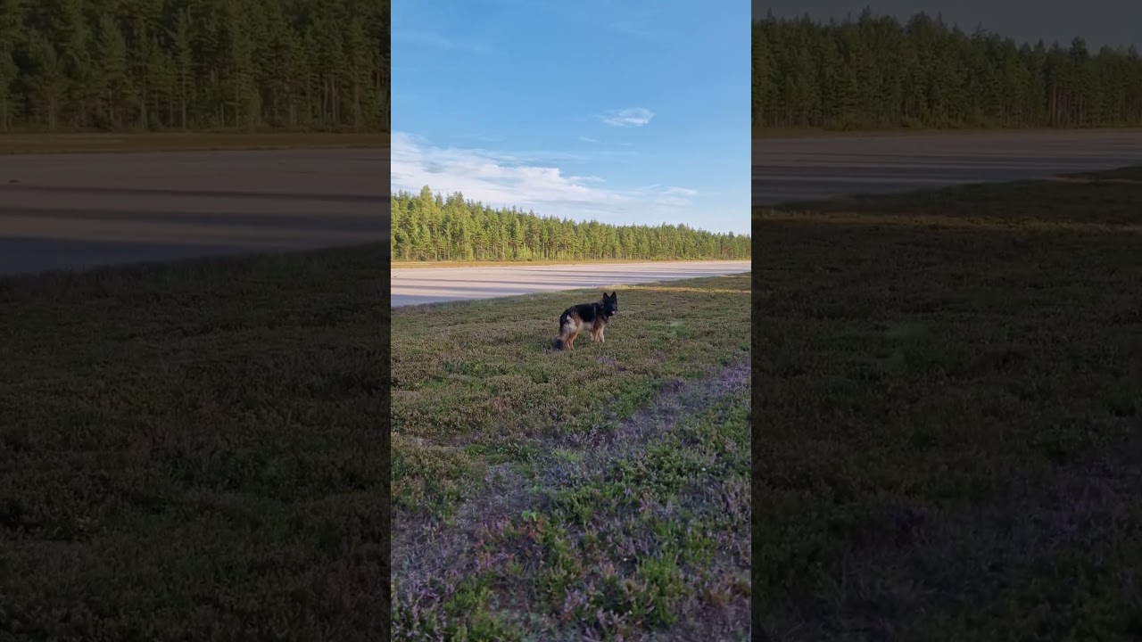 Förberedelse Power Meet end of summer på fredagen Asta och Amy springer runt efter jobbet