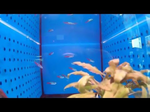 Βίντεο: Με ποιους τύπους ψαριών ριζώνουν τα ψάρια νέον
