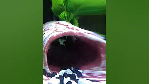 Reefer-practice makes perfect!