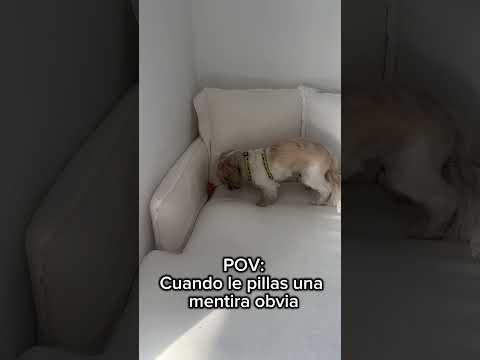 Y SIGUE JURANDO POR SU MADRE QUE ES MENTIRA