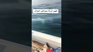 اخطر الاسماك🦈🐋 في العالم يظهر في شواطئ الجزائر  😱🇩🇿