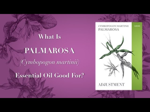What is Palmarosa Essential Oil Good For?