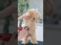 【動画全編は⬆️】前髪で隠れた怖がりなマルプーをトリミングしたら・・・