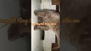 Giang hồ lộng hành.Sợ quá. Cứu em #chibatv #happy #cat #xuhuongyoutube #catlover #trendingshorts