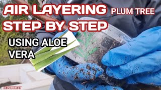 PLUM TREE PROPAGATION BY AIR LAYERING USING ALOE VERA | HOW TO MARCOT OR AIR LAYER A PLUM TREE