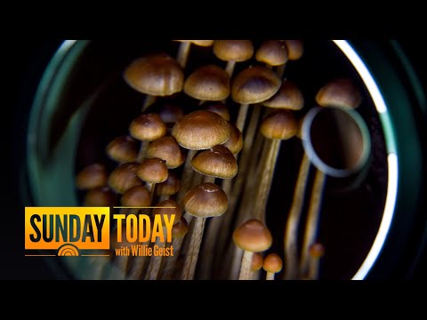 Psychedelic Mushrooms Being Used To Help People Fight Addiction