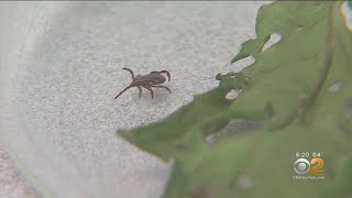 Experts Warn Of Spring tick Boom In New Jersey