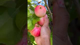 Download Lagu PETIK 3 JENIS APEL GRATIS DI PINGGIR JALAN MP3