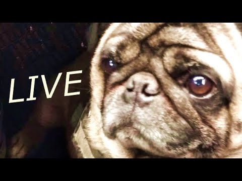 Gramy we Frostpunk + piszemy tekst piosenki [Reapload zapisu] - Reaload zapisu lajwa. Potrzebowałem usunąć fragment, na którym przez parę sekund było widać prywatne dane, ale narzędzie youtuba do takich spraw nie pozwalało m