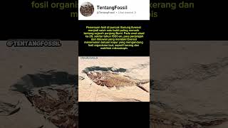 Penemuan fosil di puncak Gunung Everest tahun 1920
