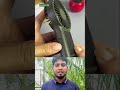 মিনি পাওয়ারফুল সোলার ফ্যান। #shorts #safety #fans #newfans #solar #solarenergy