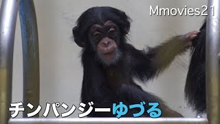 Baby chimpanzee チンパンジーの赤ちゃん命名式 「ゆづる」電車ごっこで遊ぶ
