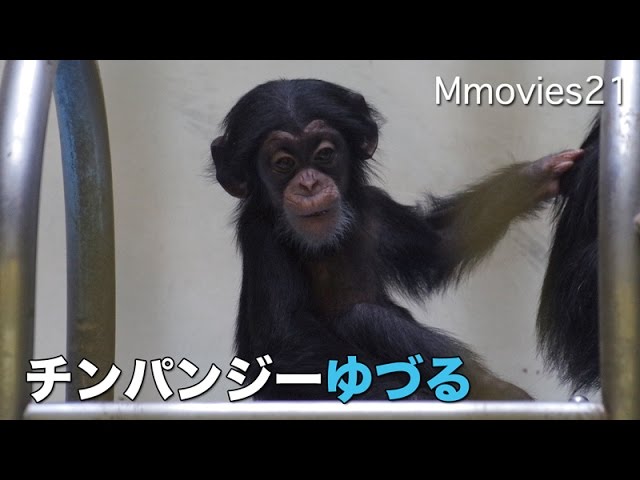 Baby chimpanzee チンパンジーの赤ちゃん命名式 「ゆづる」電車ごっこ