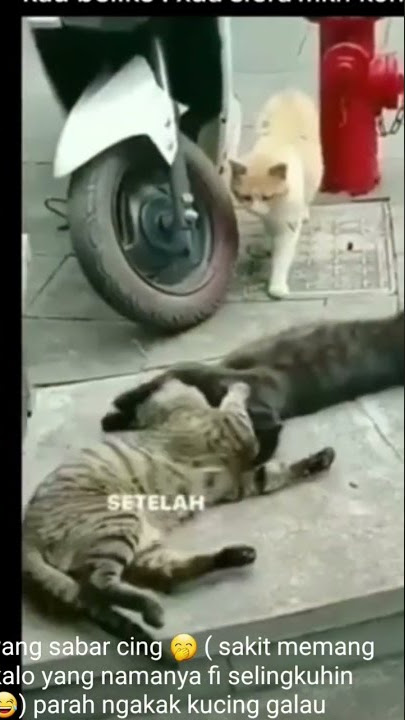 KUCING PATAH HATI
