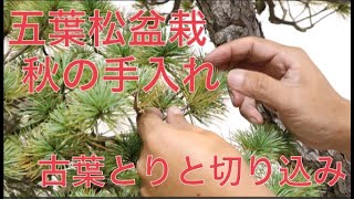 五葉松盆栽 秋の手入れ ・ 古葉とりと切り込み