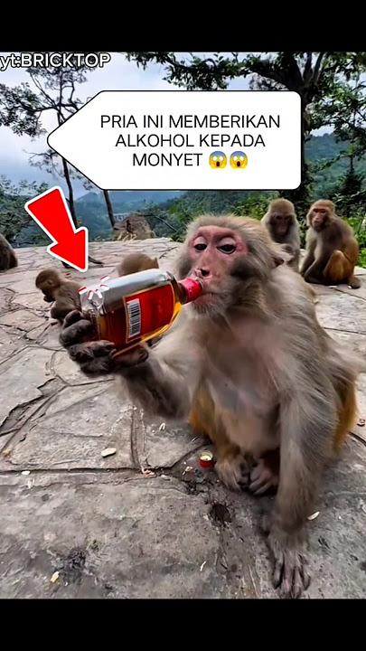 PRIA INI MEMBERIKAN ALKOHOL KEPADA MONYET😱#faktaunik #monyetlucu #shorts #viral