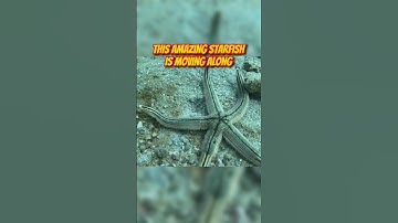Starfish moving along the sea floor ⭐️🤿 #scubadiving #starfish #travel #shorts