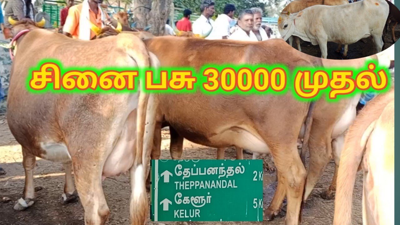 சினை மாடு, பால் கறவை மாடு திருவண்ணாமலை, தேப்பனந்தல் சந்தை|Thiruvannamalai| Theppanandal santhai