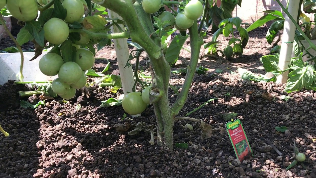 OTO Compost Tea Garden Application