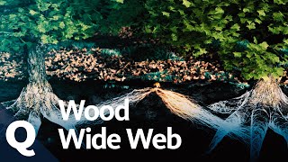 How a tree drinks, communicates, and feels | Quarks