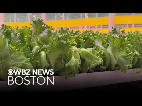 Mass. lettuce farm says product safe to eat, outbreak has impacted business