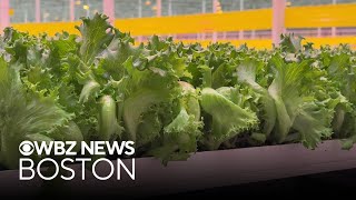 Mass. lettuce farm says product safe to eat, outbreak has impacted business