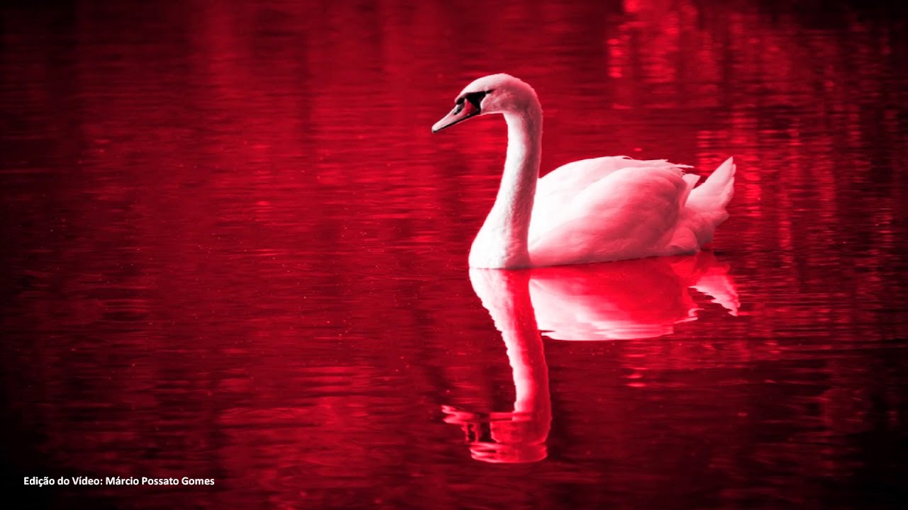 Canto do Cisne - Som do Cisne