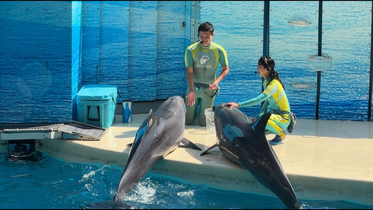 新江ノ島水族館 えのすい イルカショー "Wave~きみの波になりたい~" & ショー後の光景 ※2026.05.02 14:45