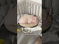 なんか偉そうな豚