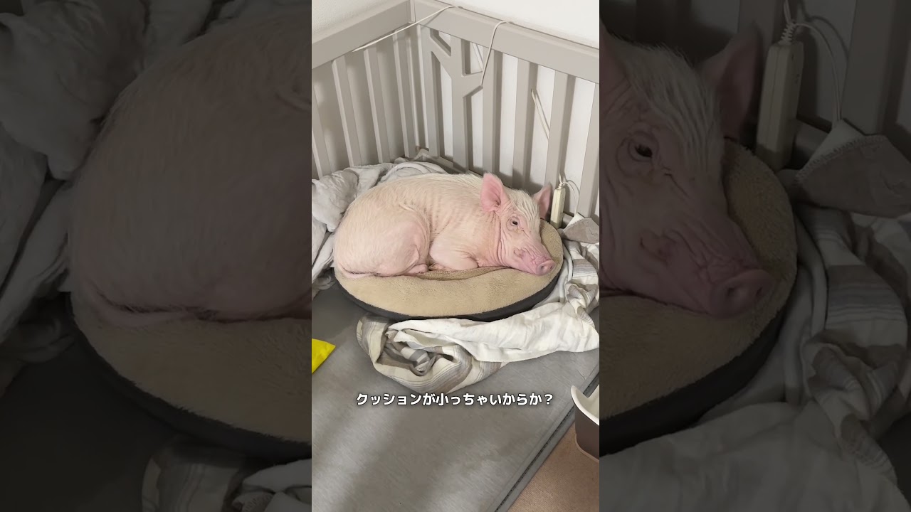 なんか偉そうな豚