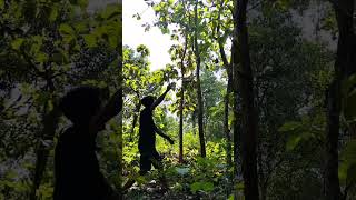 bersarang d kayu jati